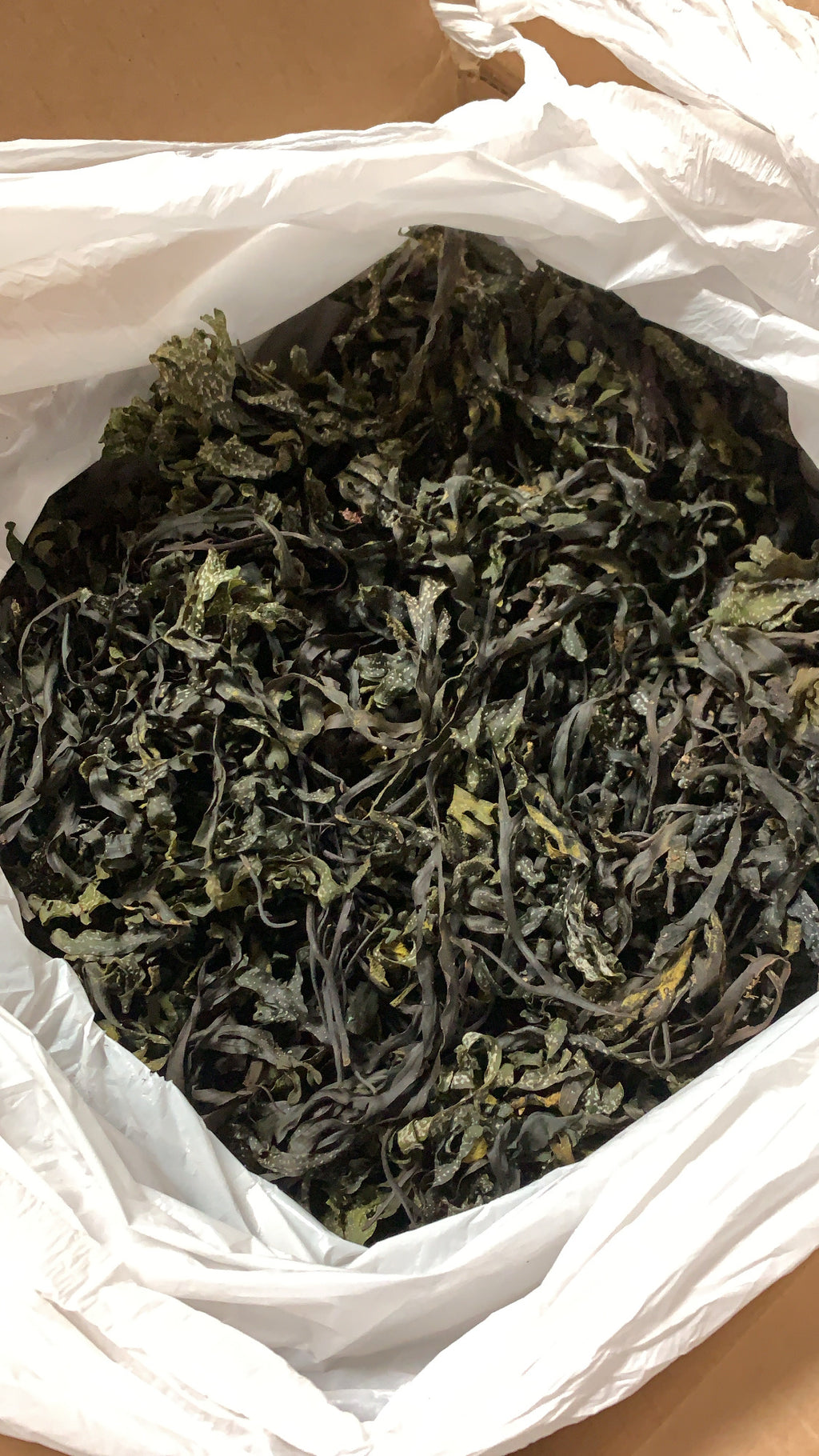 Bladder Wrack Fucus Vesiculosus wildcrafted