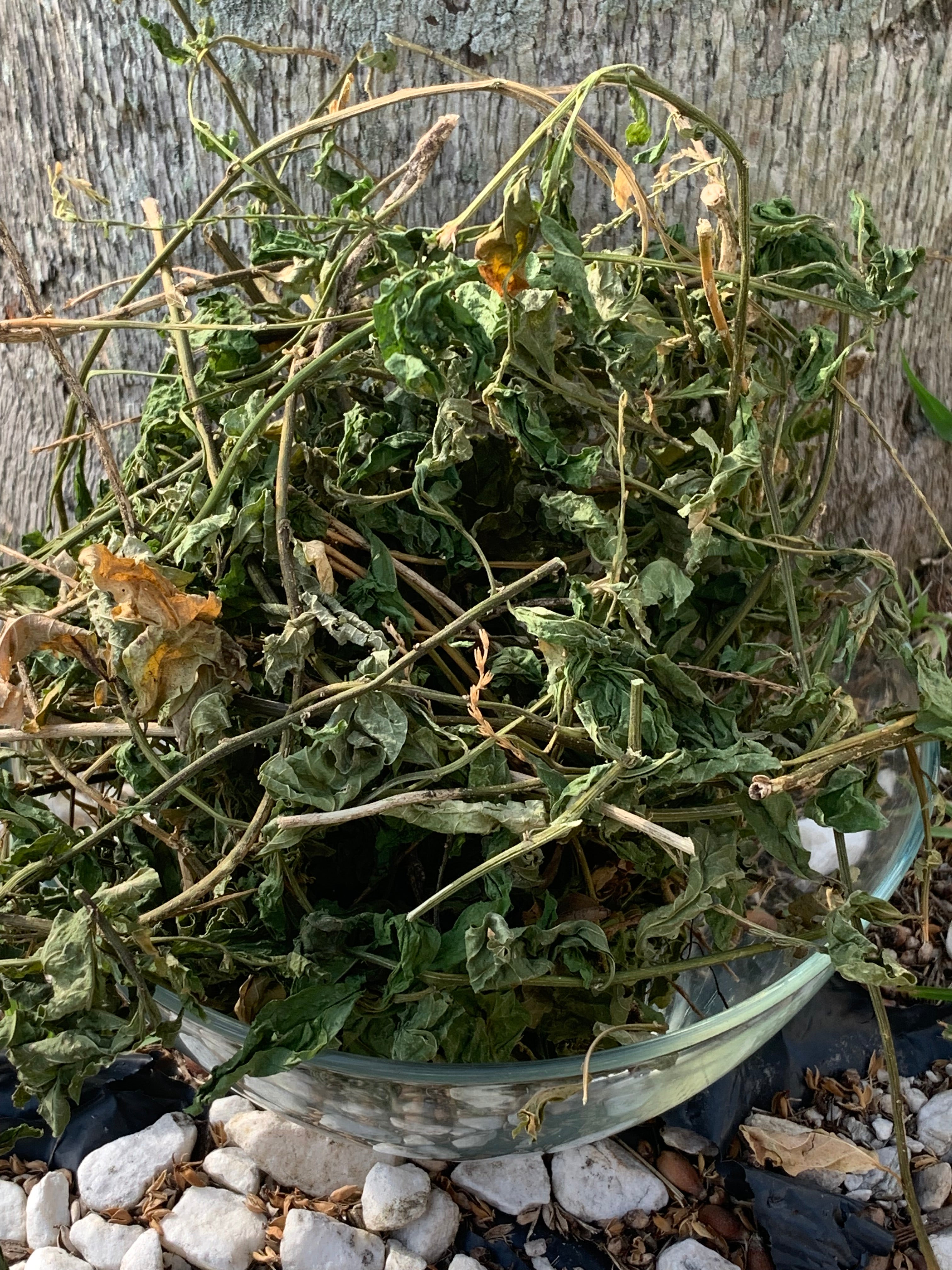 Anamu Lemeru Gully Root Guinea Hen Weed