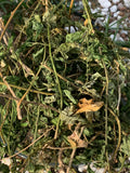 Anamu Lemeru Gully Root Guinea Hen Weed