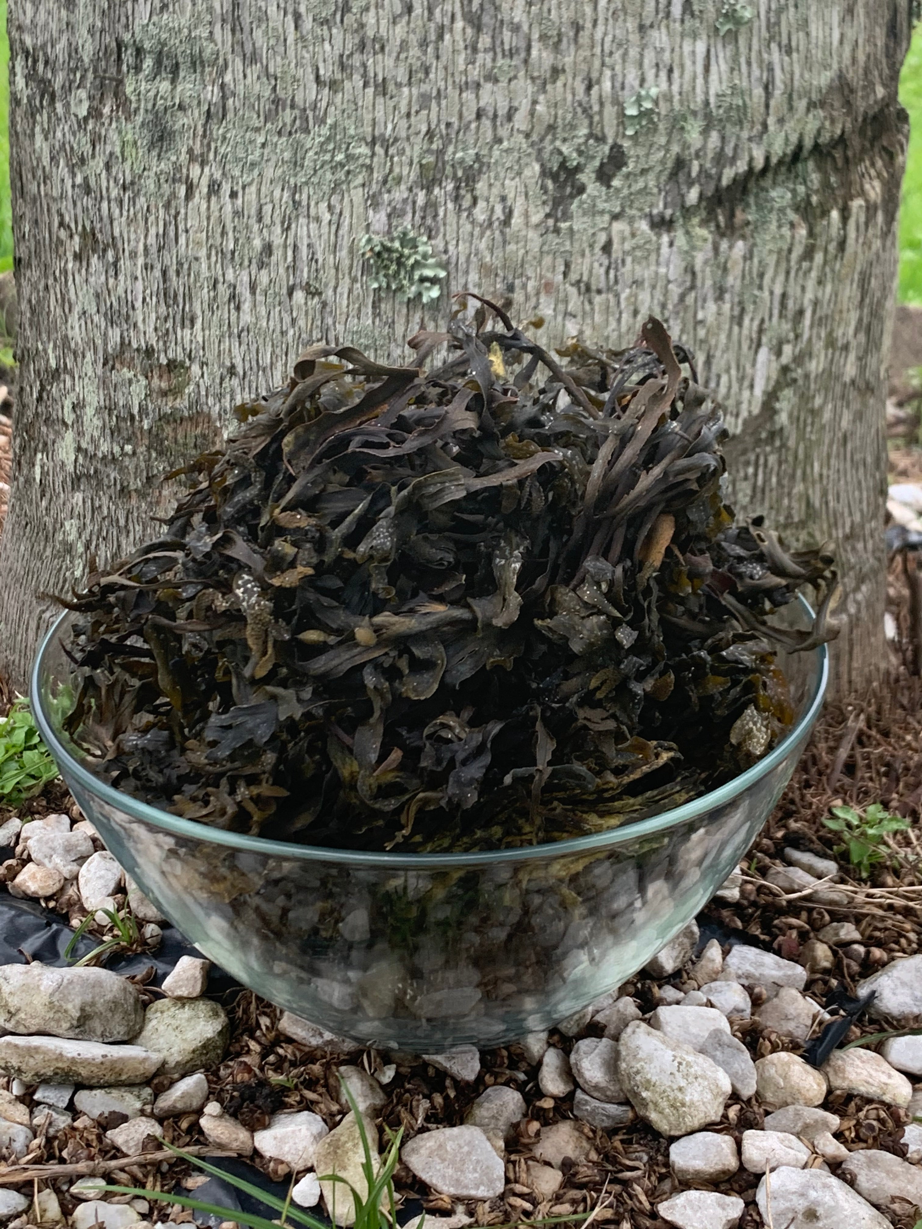 Bladder Wrack Fucus Vesiculosus wildcrafted