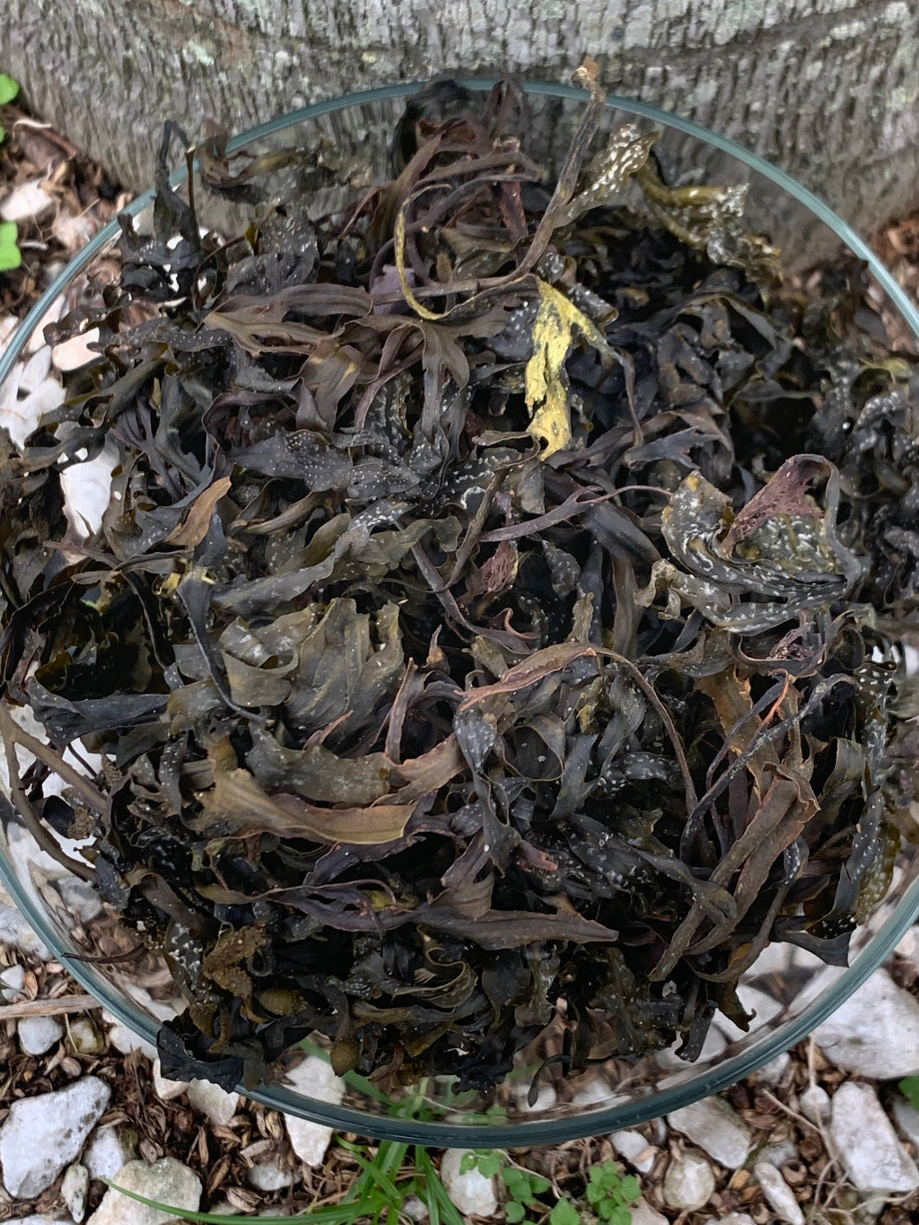 Bladder Wrack Fucus Vesiculosus wildcrafted