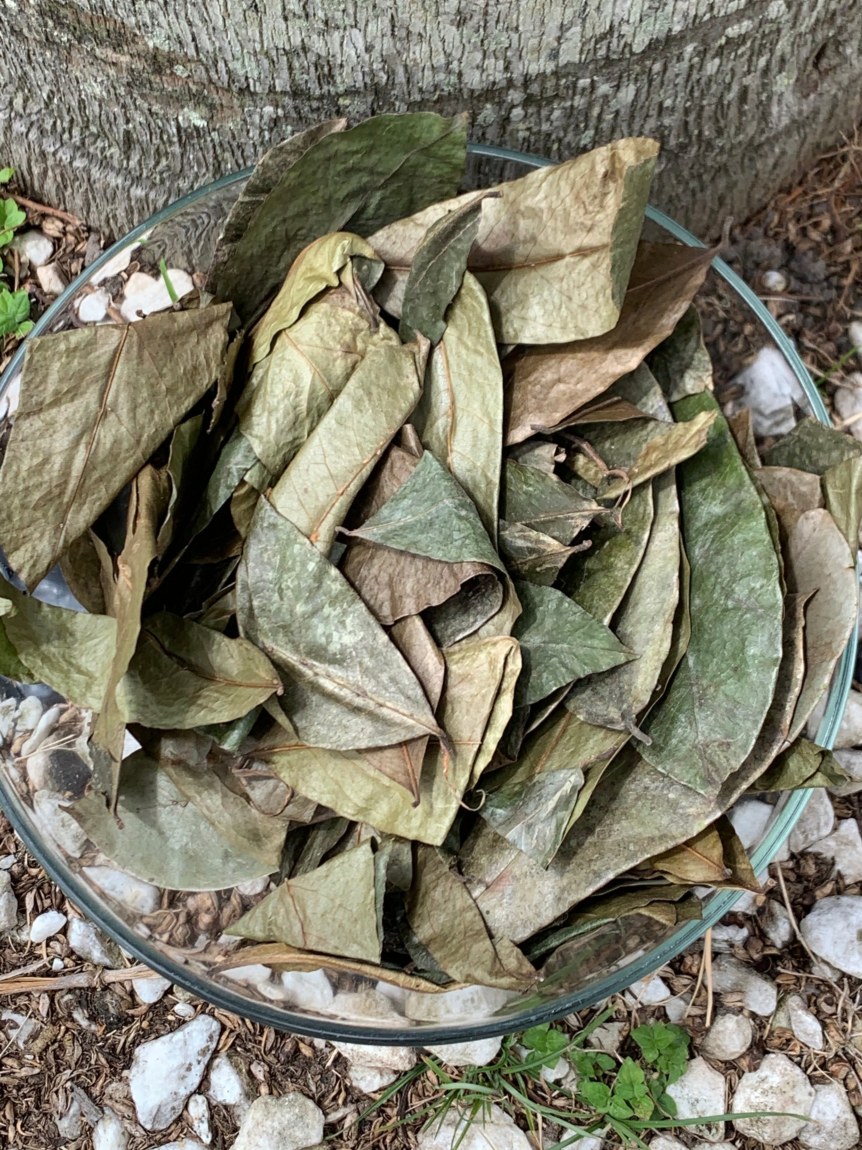 Soursop Leaves Wild Crafted Annona muricata Guanabana Graviola