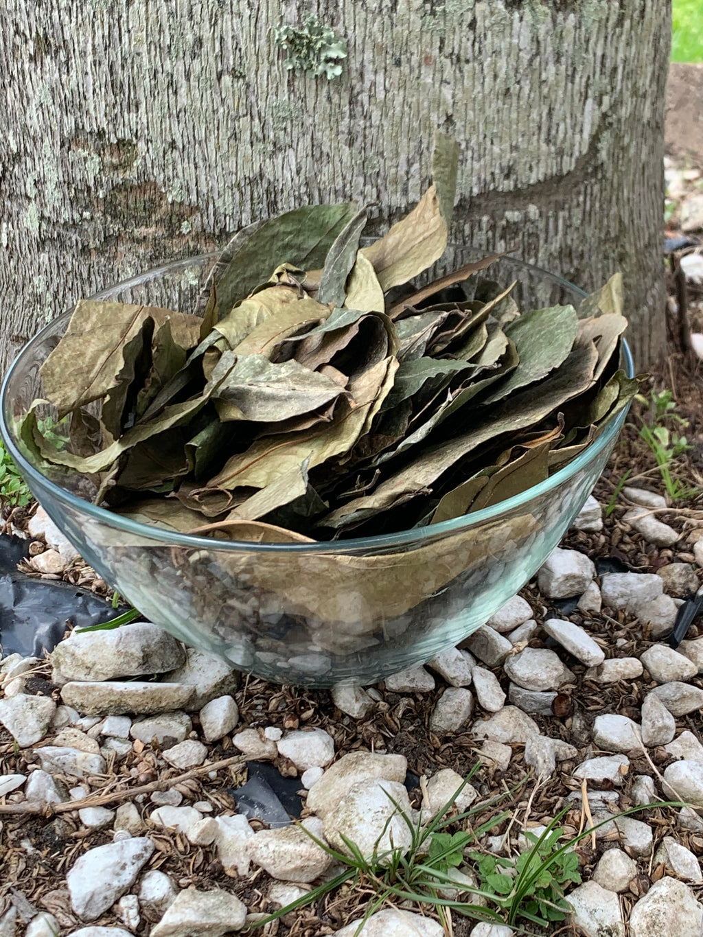 Soursop Leaves Wild Crafted Annona muricata Guanabana Graviola