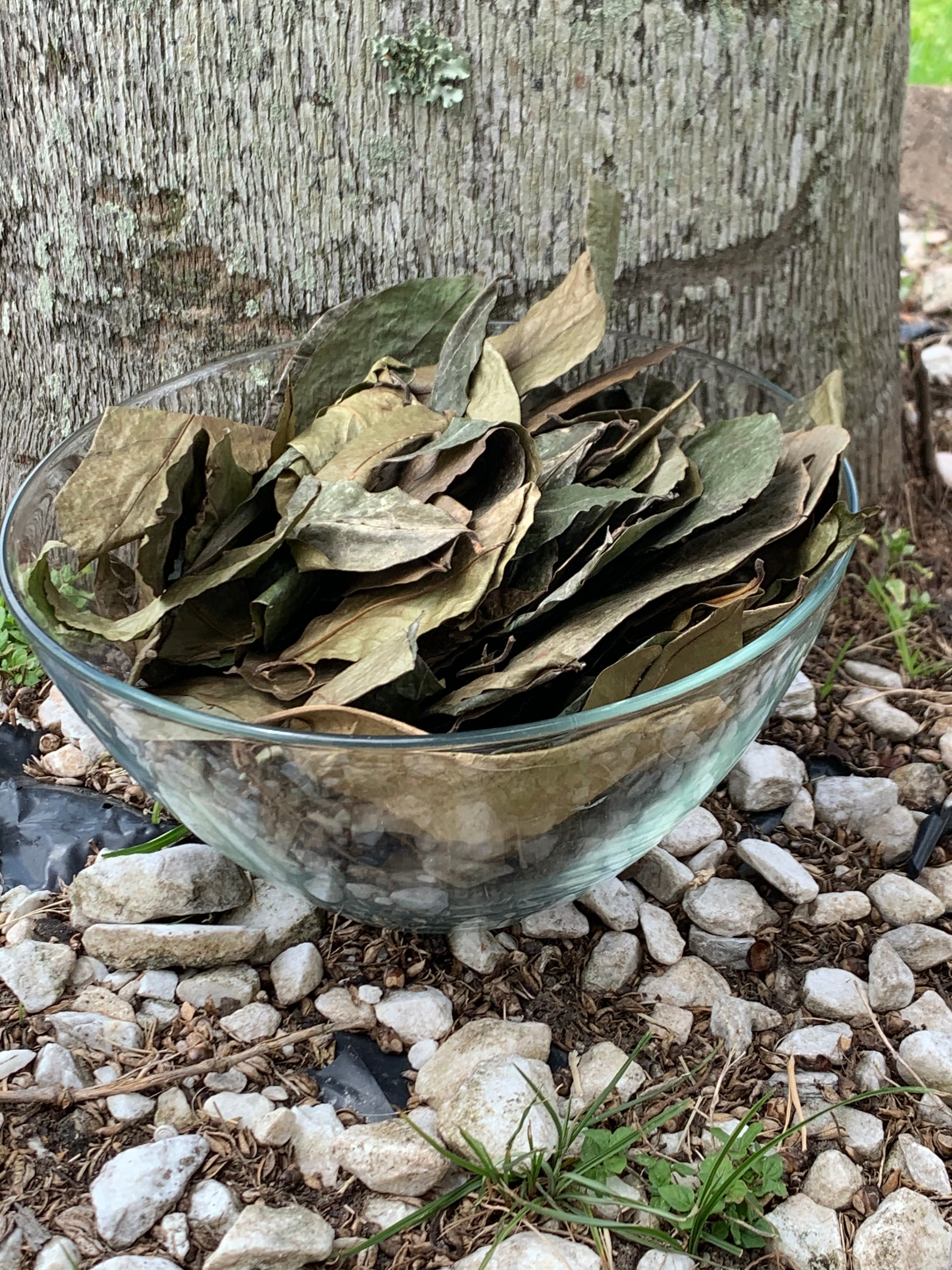 Soursop Leaves Wild Crafted Annona muricata Guanabana Graviola