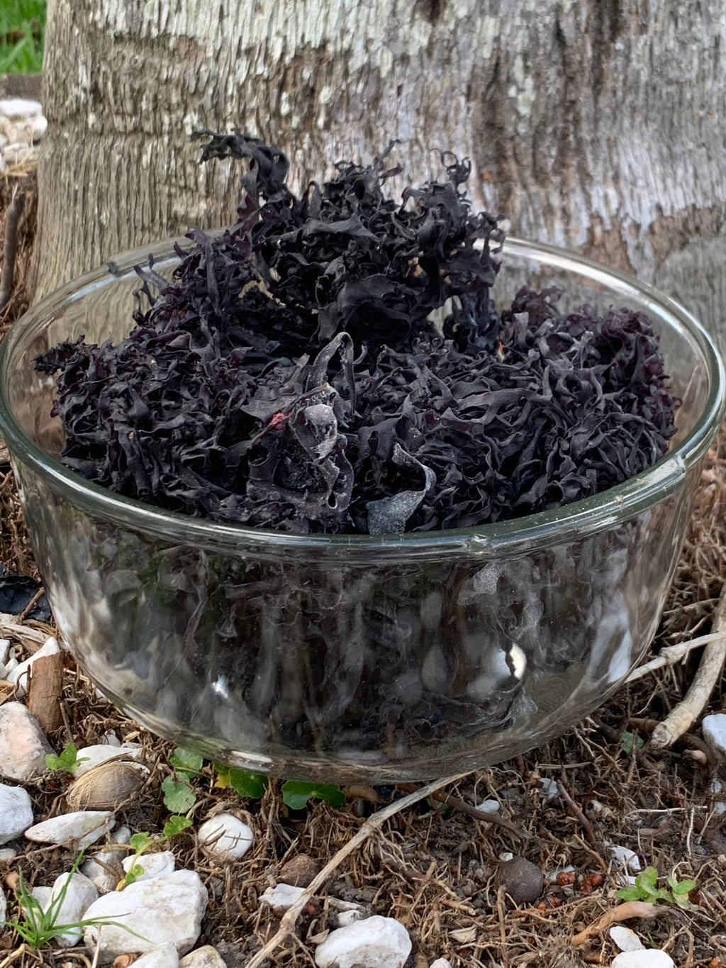 Irish Moss Peruvian