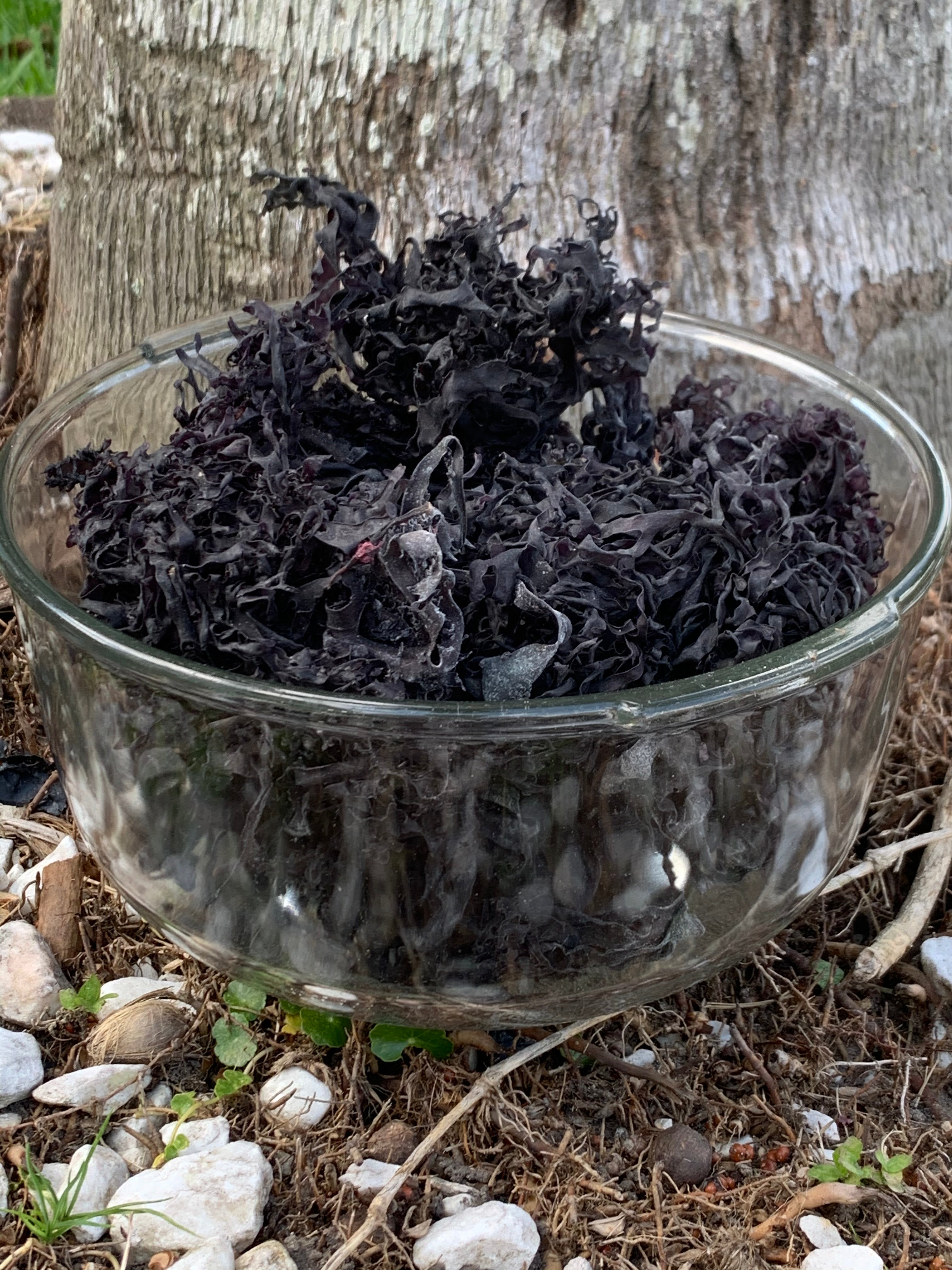Irish Moss Peruvian