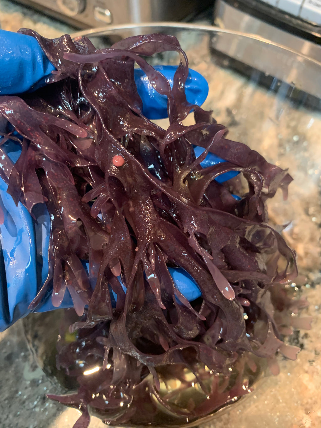 Irish Moss Peruvian