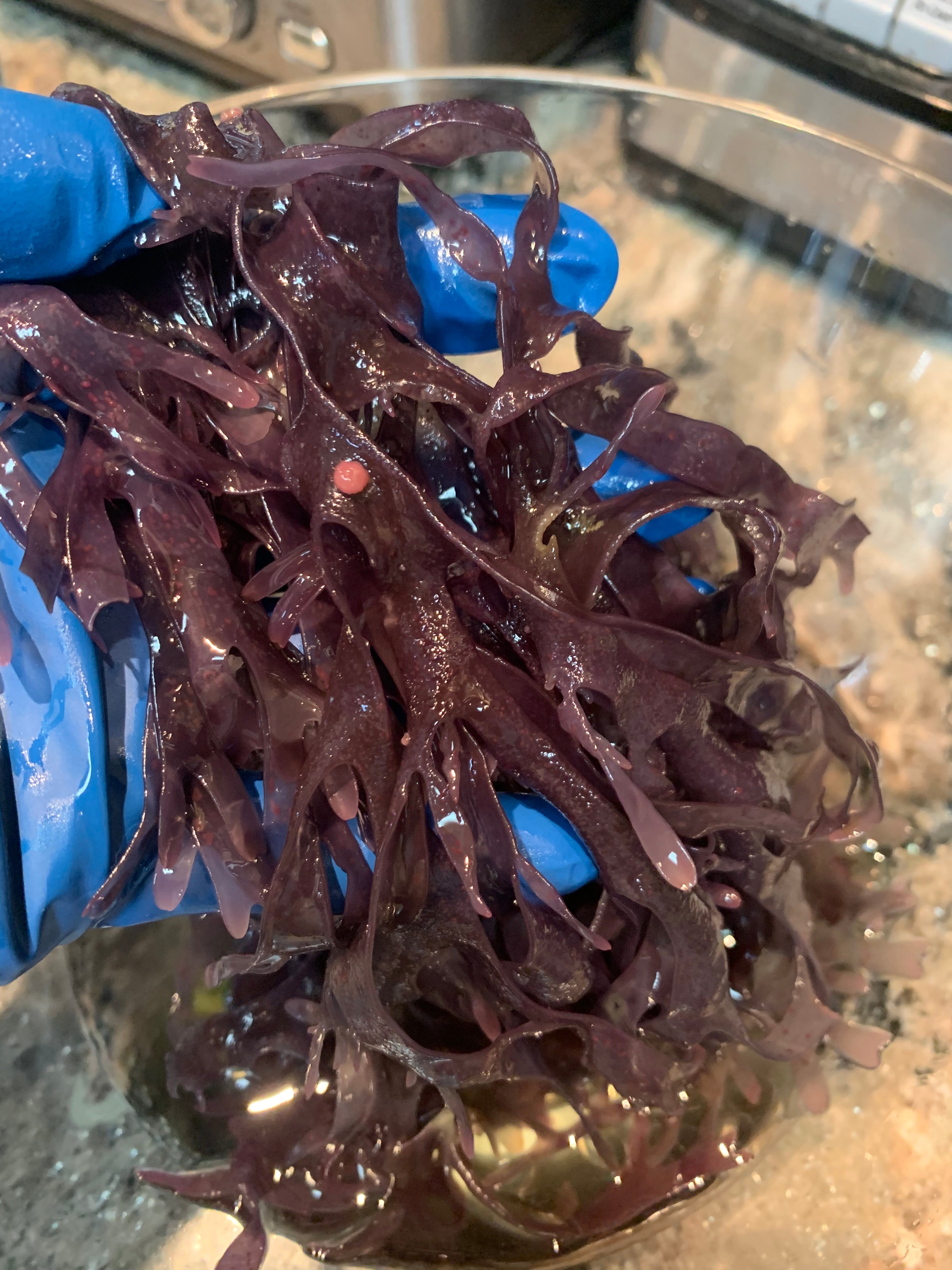 Irish Moss Peruvian