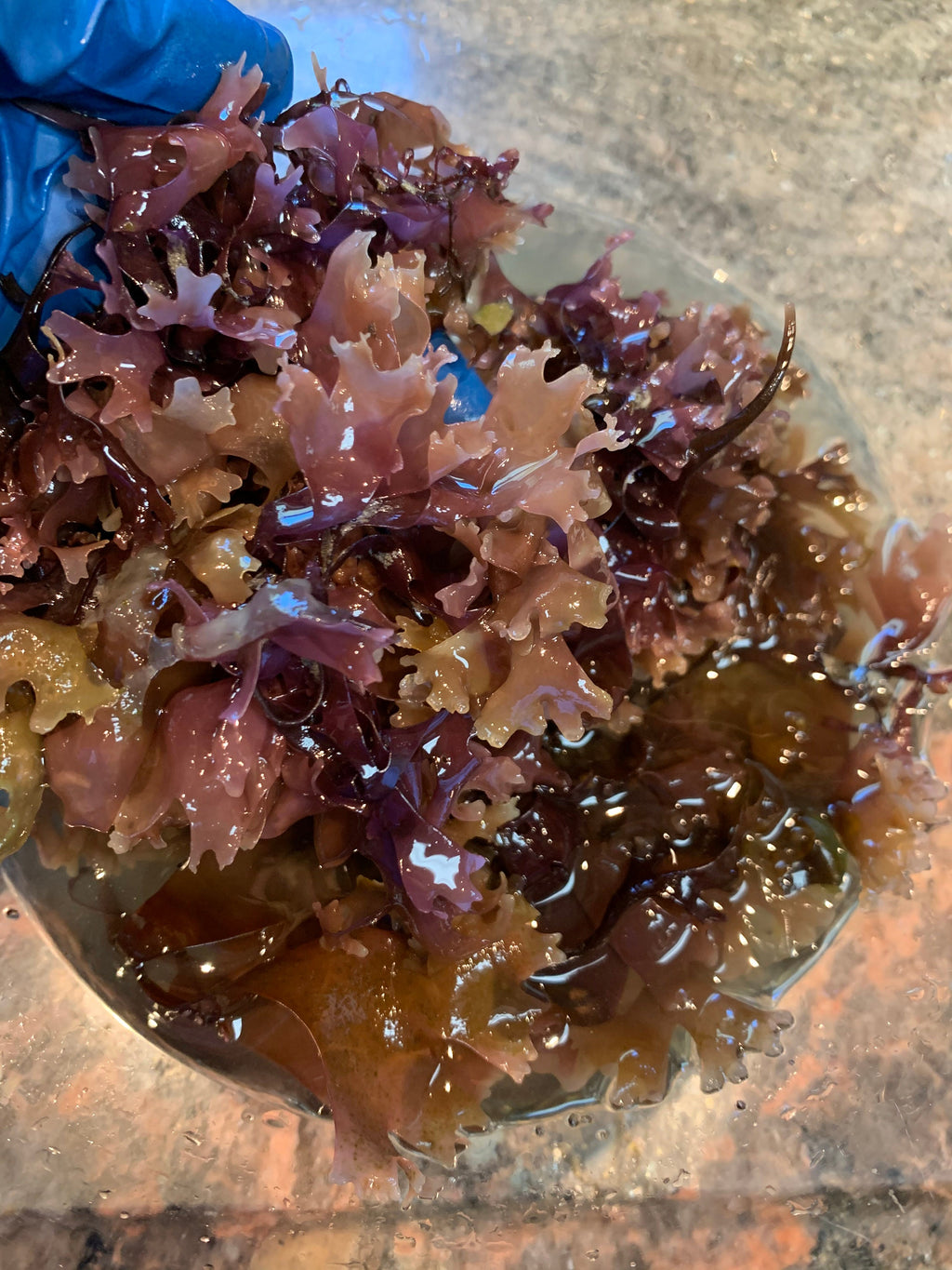 Chondrus Crispus, Wild Harvested , Whole Leaf, Irish Moss, Organic, Carrageenan, Natural