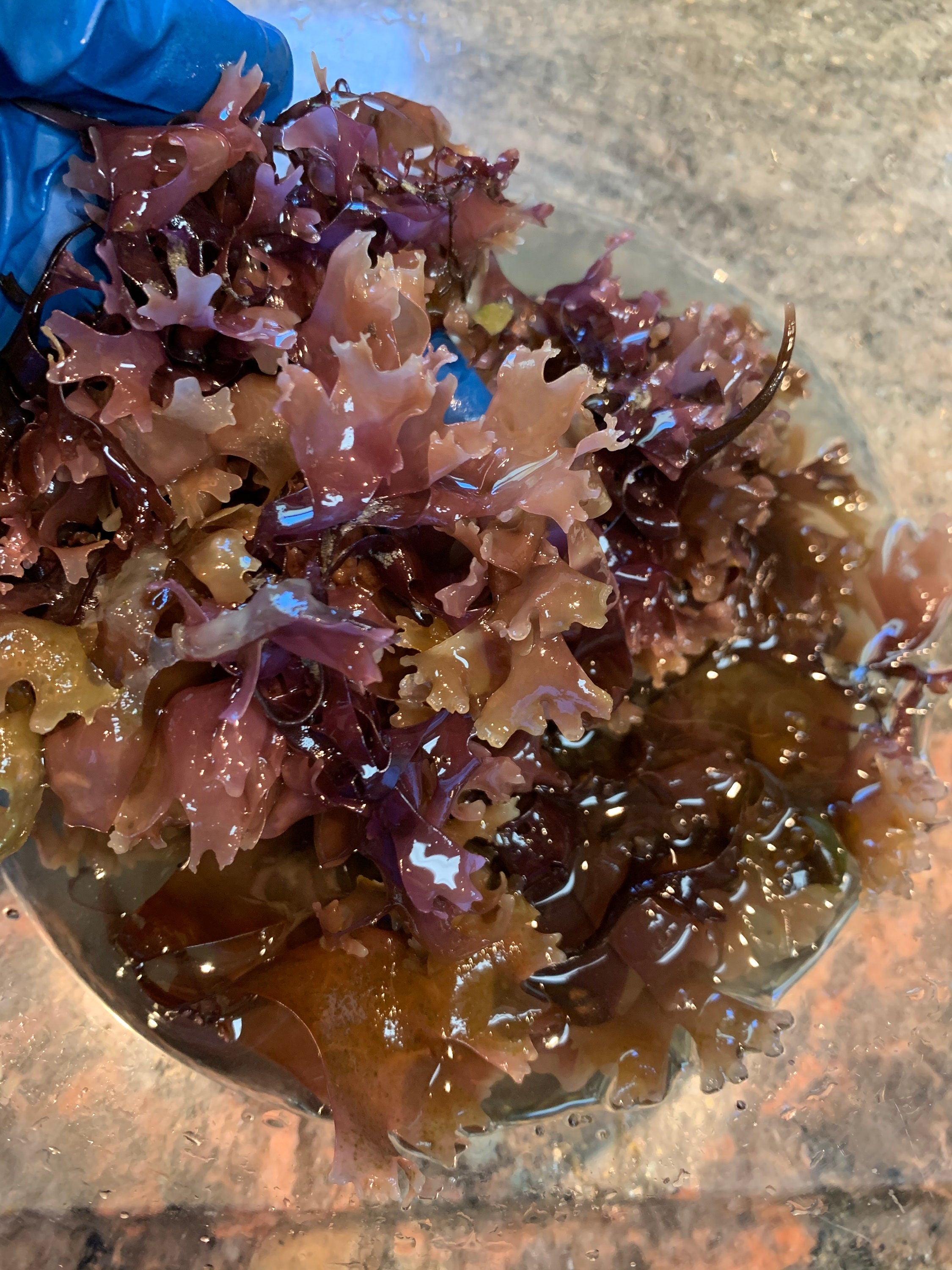 Chondrus Crispus, Wild Harvested , Whole Leaf, Irish Moss, Organic, Carrageenan, Natural